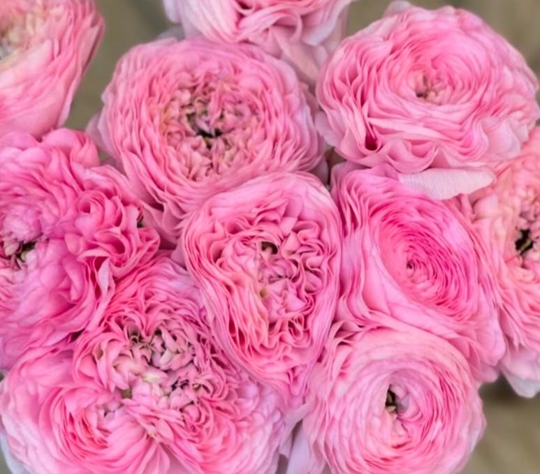 Ranunculus Japan Series Virginie 7 Bulbs