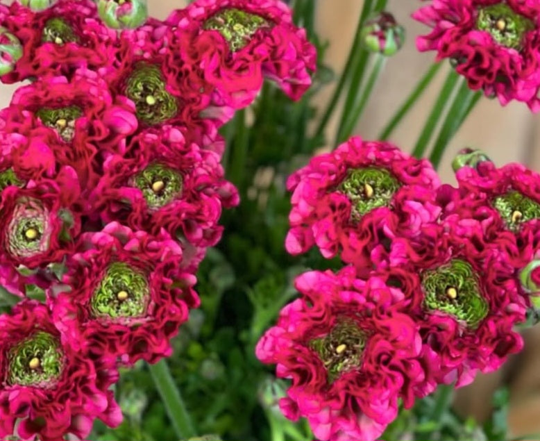 Ranunculus Japan Series Alizée 7 Bulbs