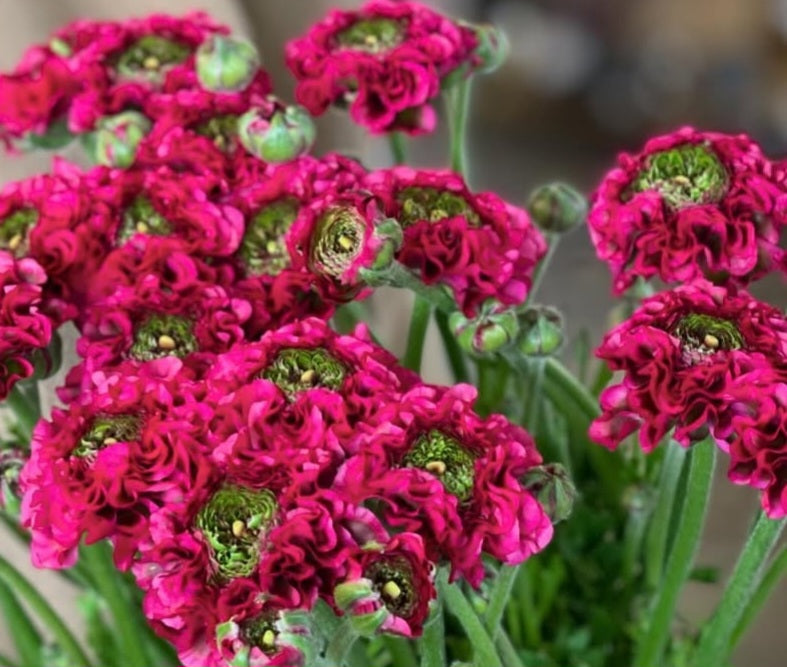 Ranunculus Japan Series Alizée 7 Bulbs