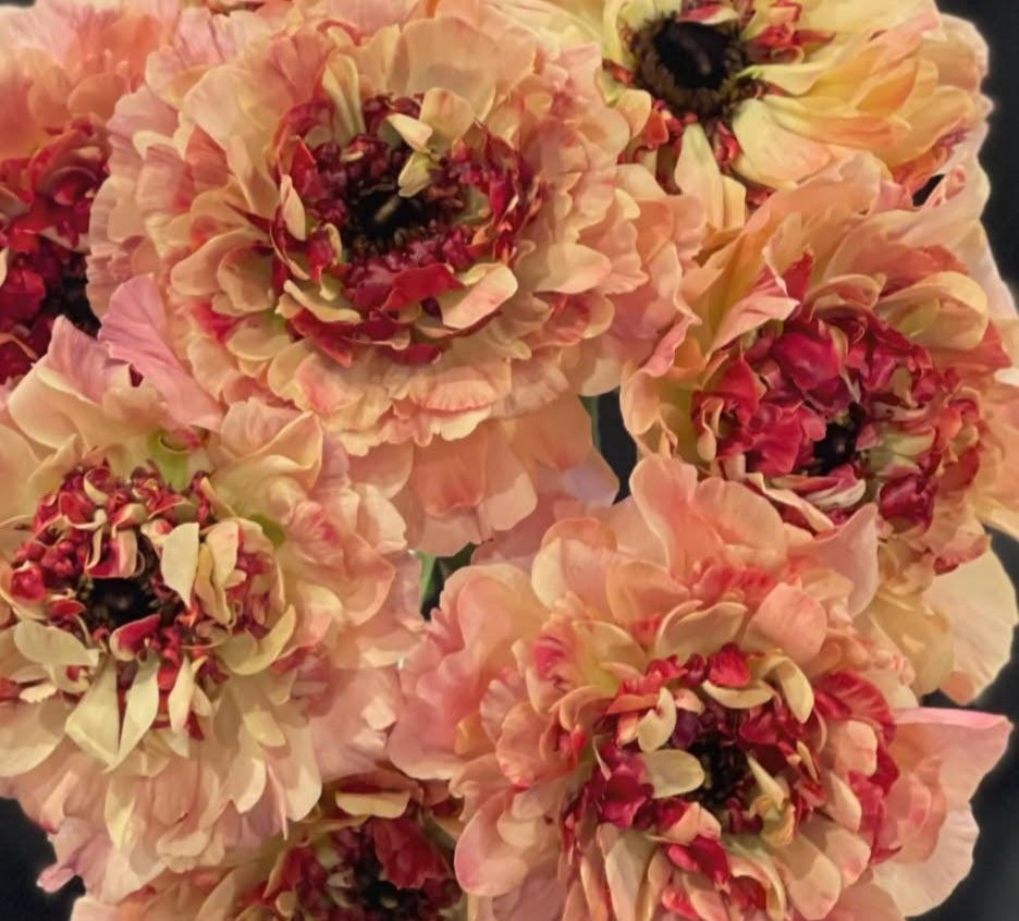 Ranunculus Japan Series Angélique 7 Bulbs