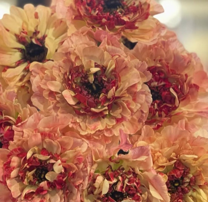 Ranunculus Japan Series Angélique 7 Bulbs