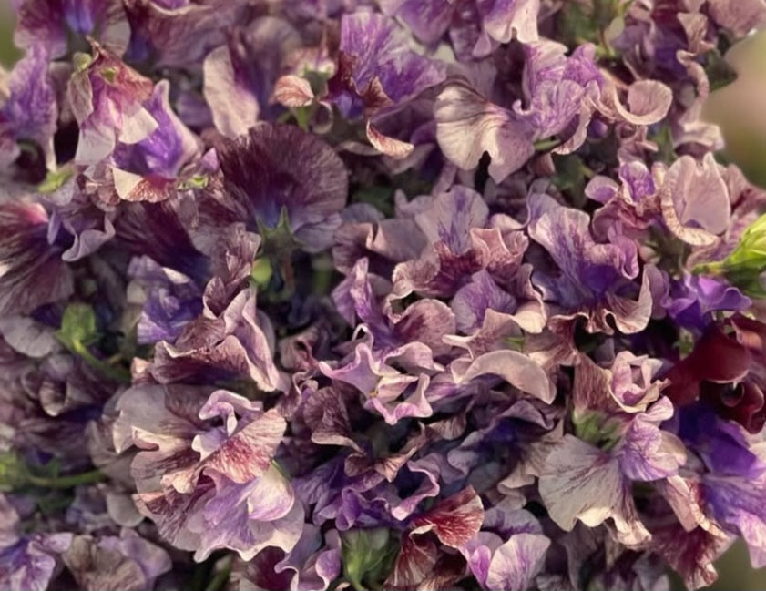 Lathyrus odoratus ( sweet pea ) Japan Series Noèle 20 Seeds