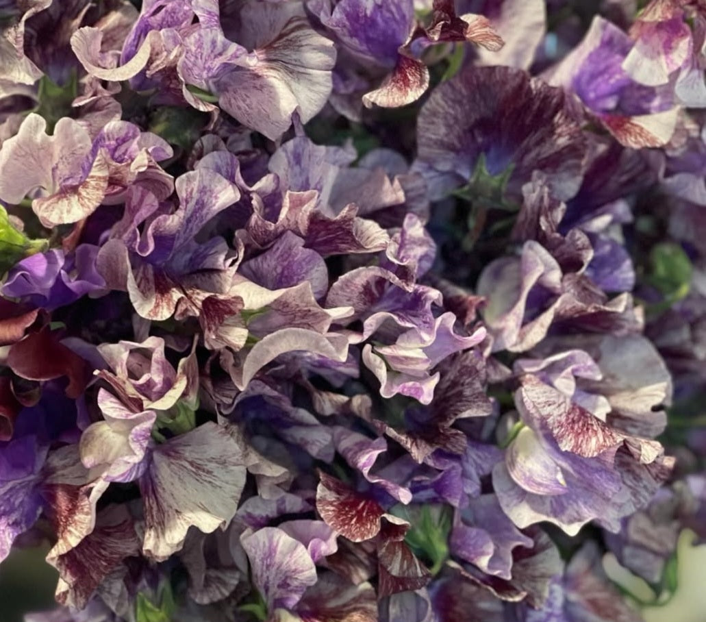 Lathyrus odoratus ( sweet pea ) Japan Series Noèle 20 Seeds