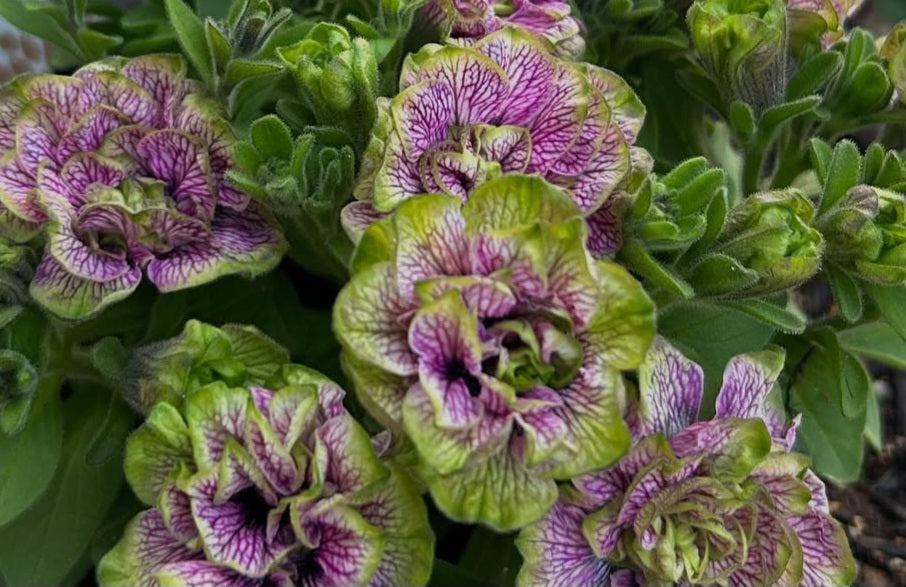 Petunia Double Wesley 200 Seeds