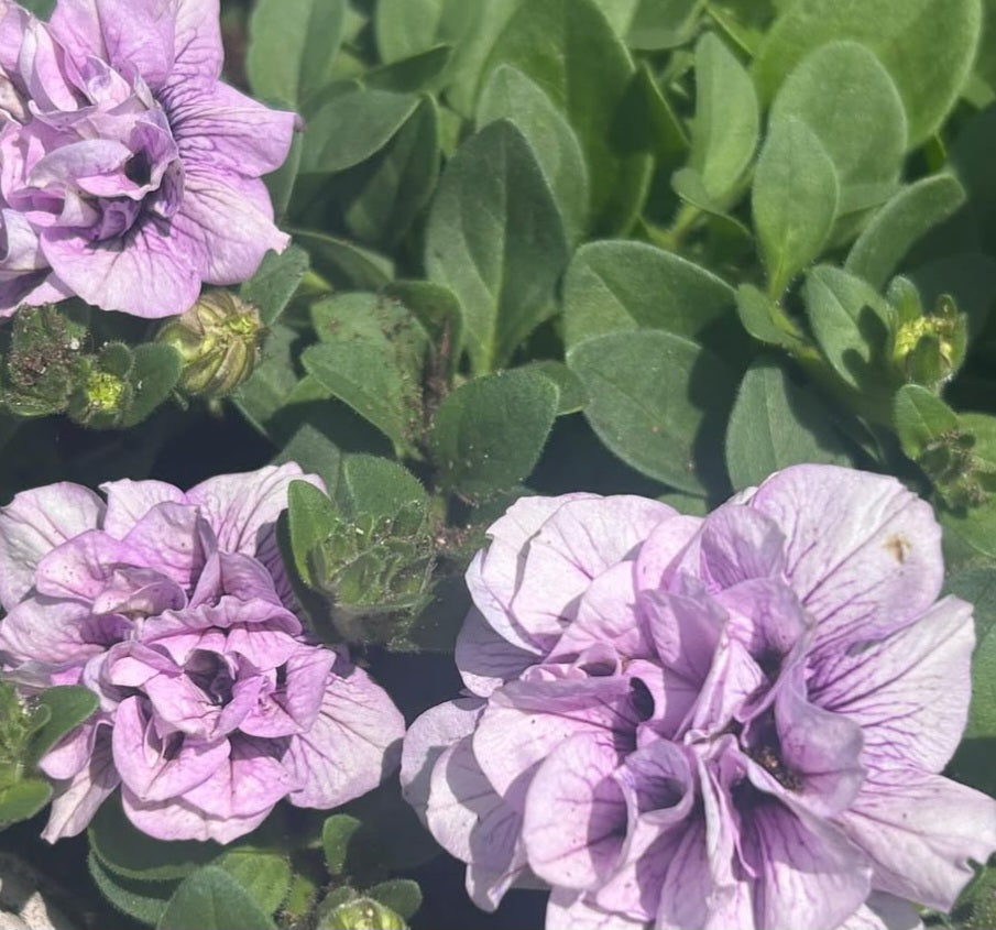 Petunia Rowan 200 Seeds