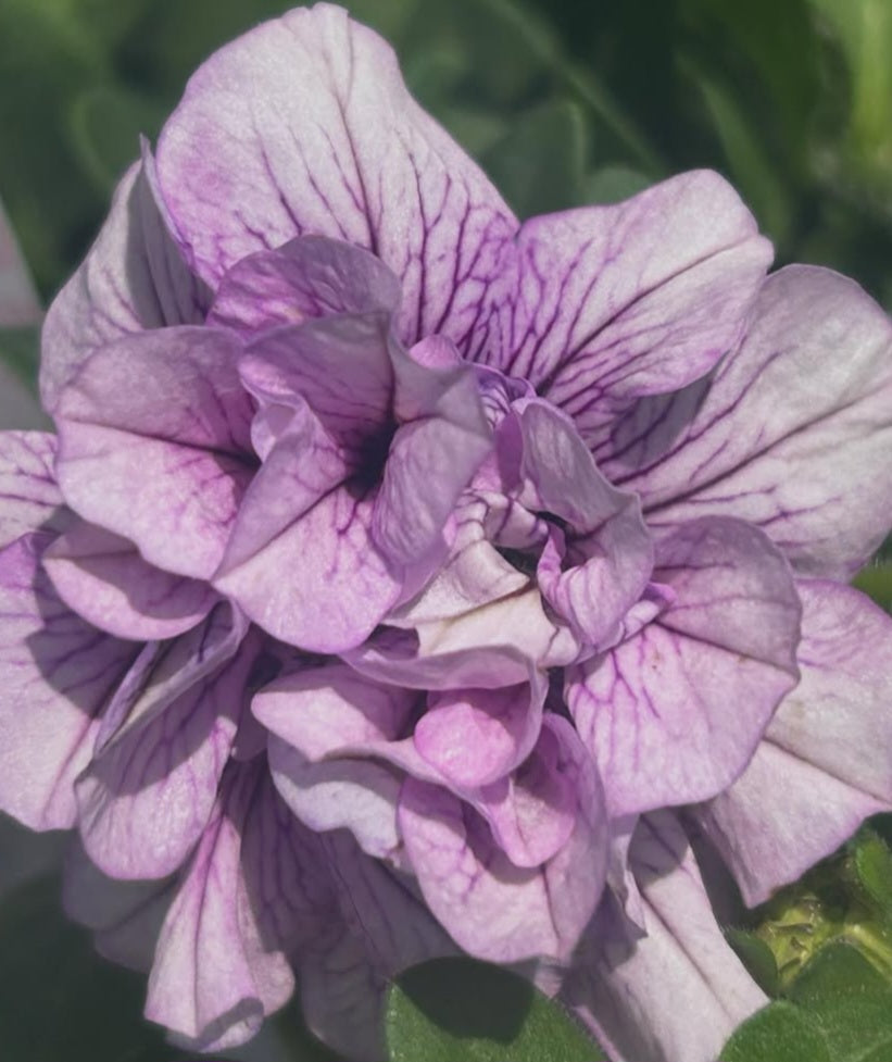 Petunia Rowan 200 Seeds