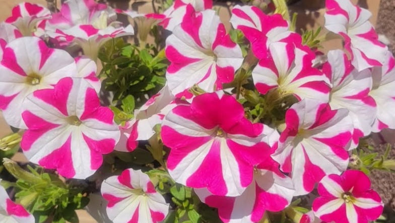 Petunia Thiago 200 Seeds