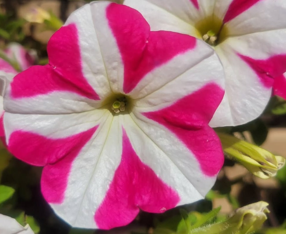 Petunia Thiago 200 Seeds