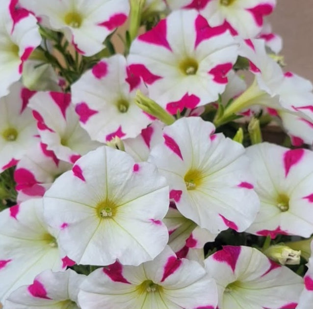 Petunia Thiago 200 Seeds