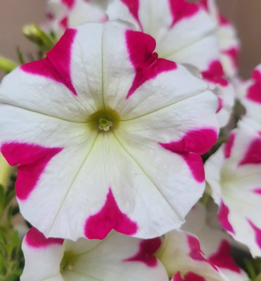 Petunia Thiago 200 Seeds