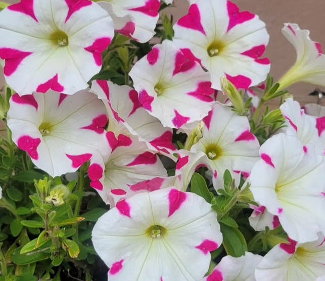 Petunia Thiago 200 Seeds