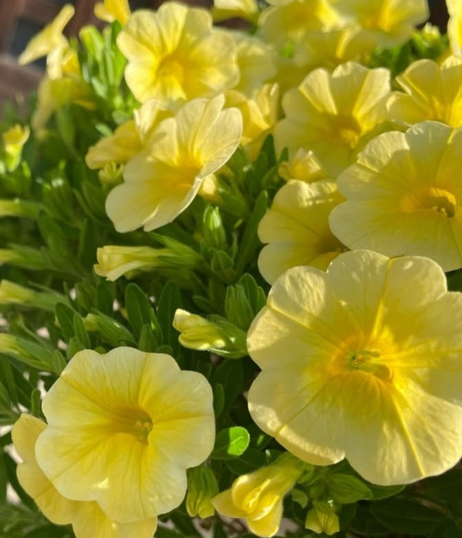 Petunia Waylon 200 Seeds