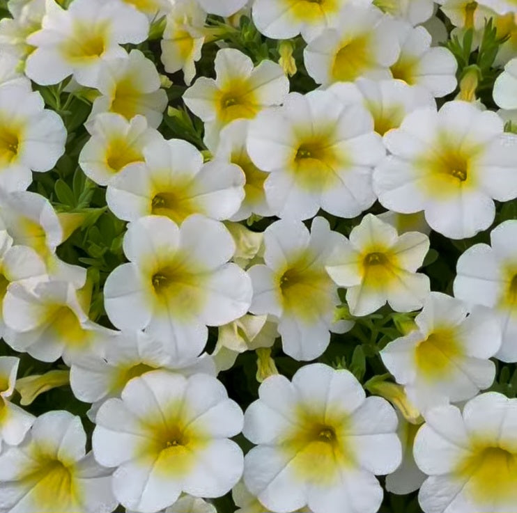 Petunia Lincoln 200 Seeds