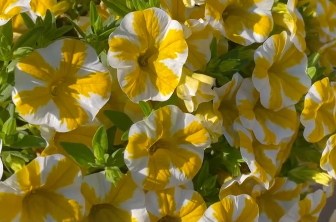 Petunia Joshua 200 Seeds