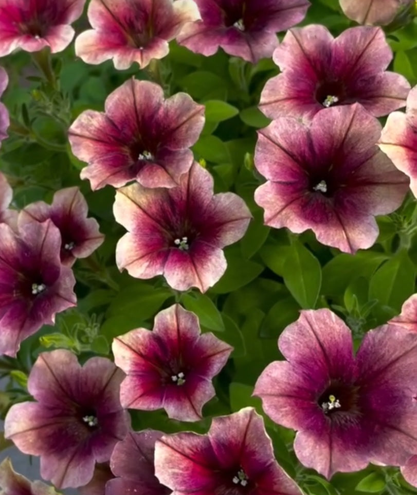 Petunia Grayson 200 Seeds