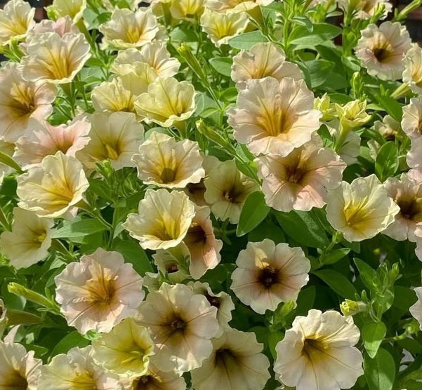 Petunia Matthew 200 Seeds