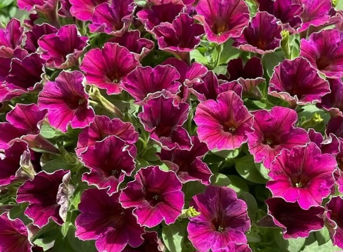 Petunia Elias 200 Seeds