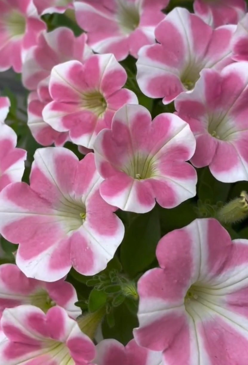 Petunia Mason 200 Seeds