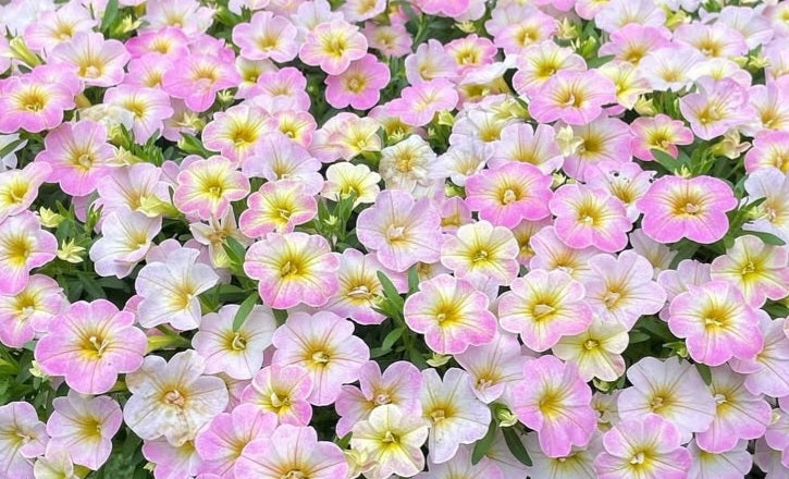Petunia Thomas 200 Seeds