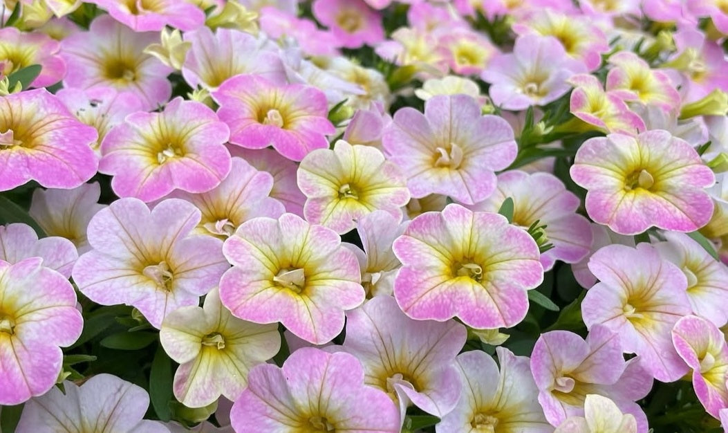 Petunia Thomas 200 Seeds