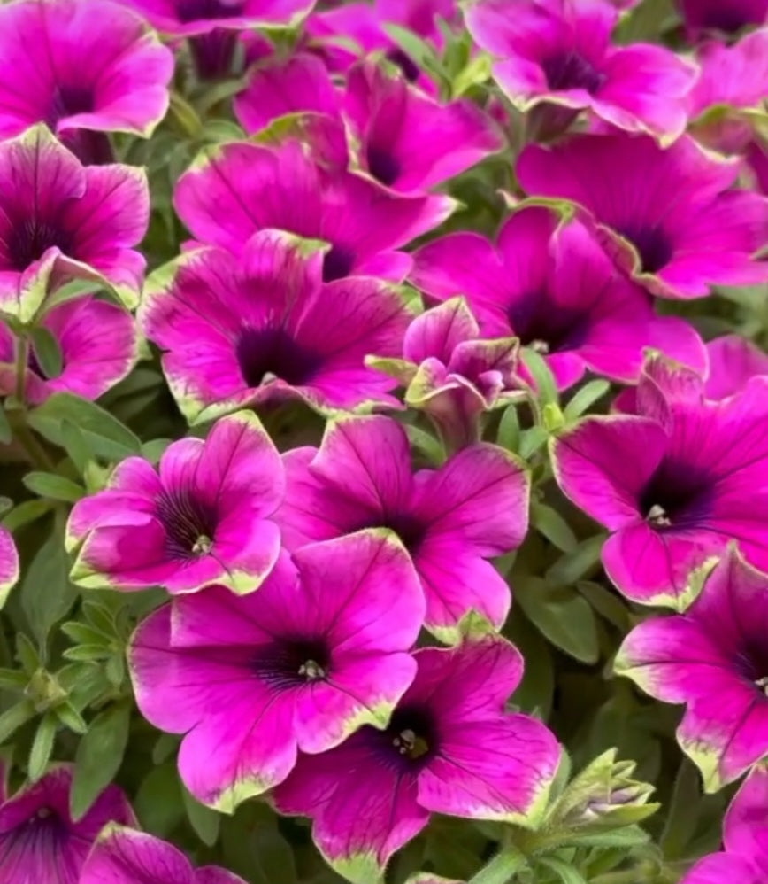 Petunia Santiago 200 Seeds