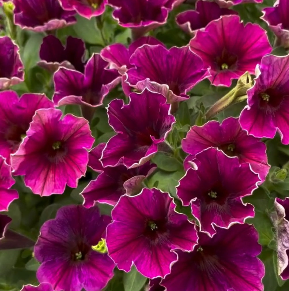 Petunia Isaac 200 Seeds