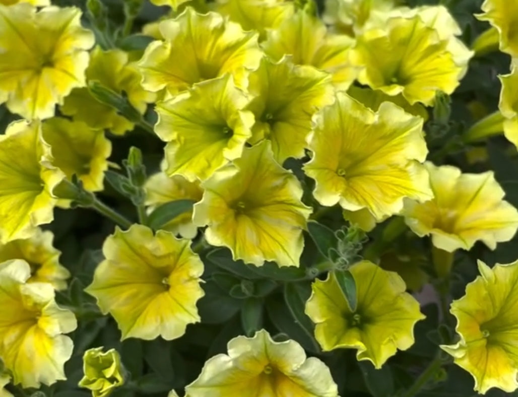 Petunia Samuel 200 Seeds
