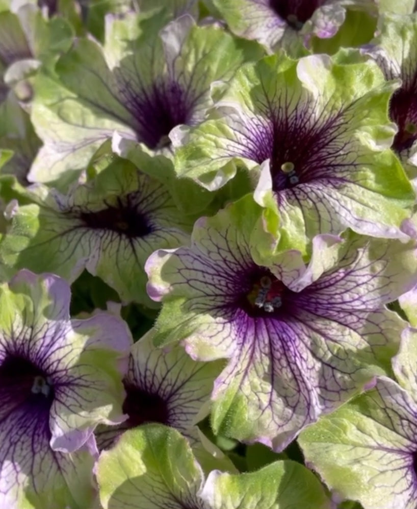 Petunia Owen 200 Seeds