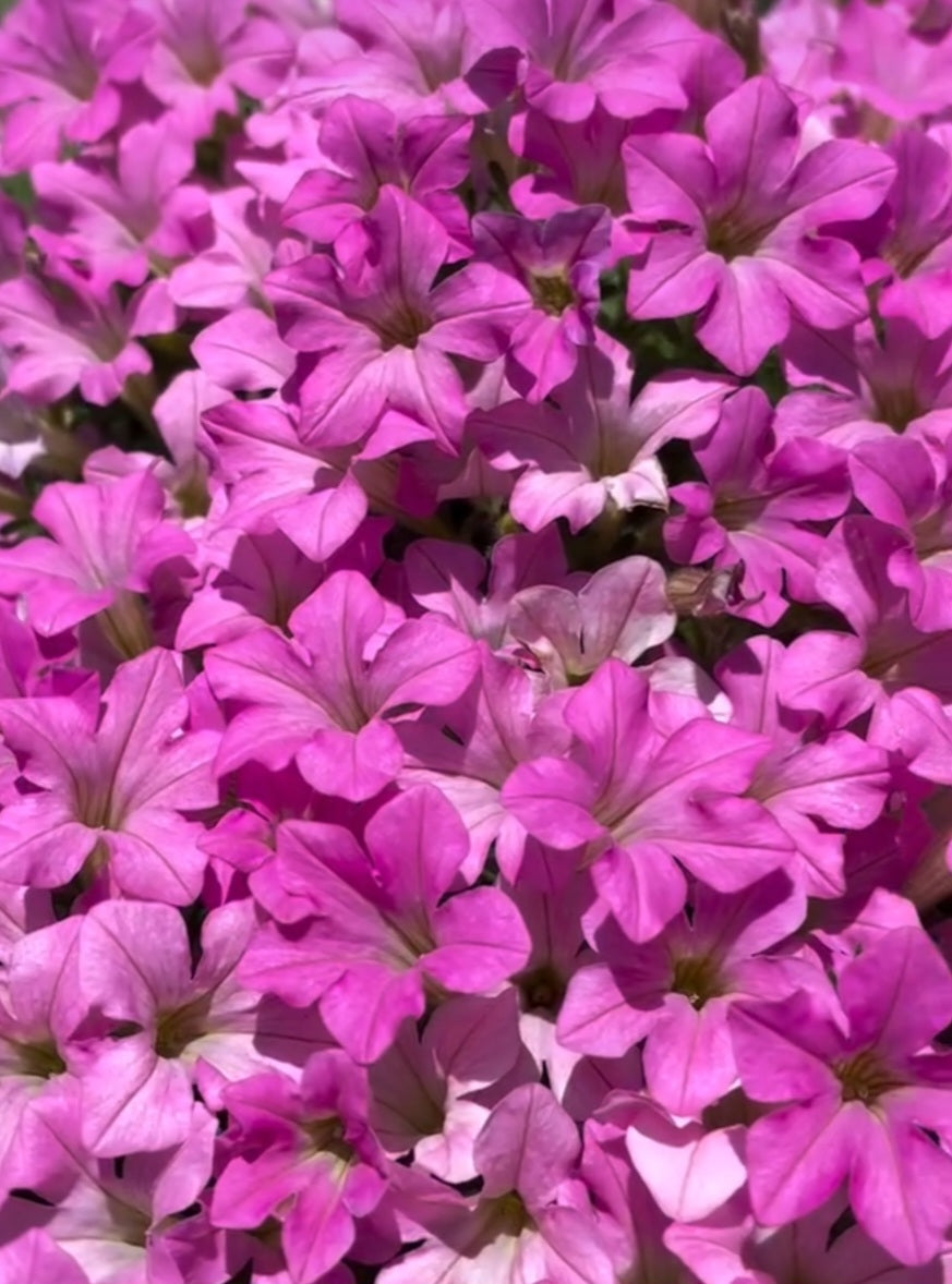 Petunia Hudson 200 Seeds