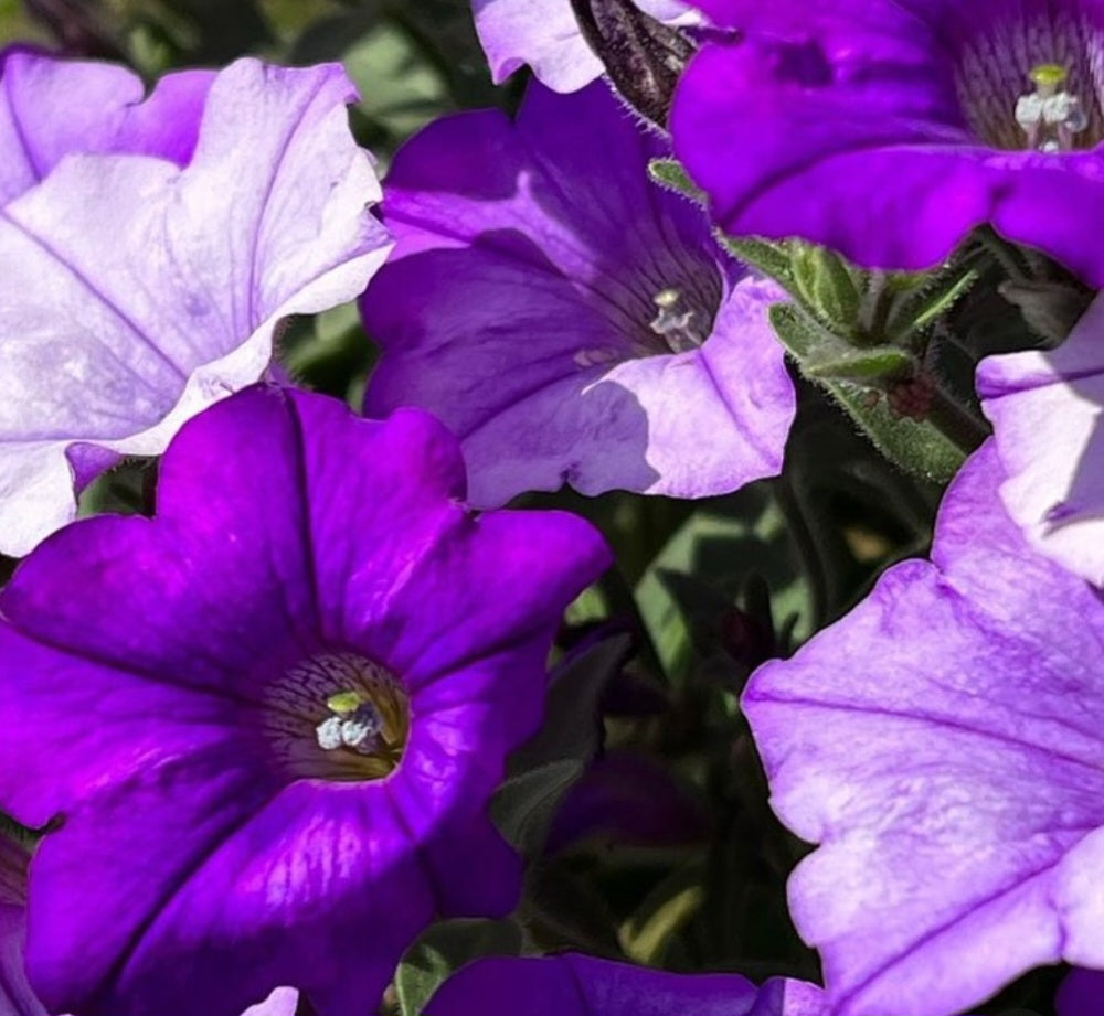 Petunia Theodore 200 Seeds