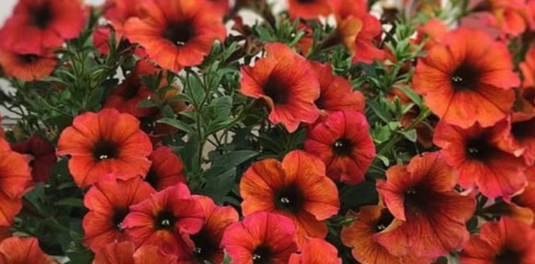 Petunia Lydia 200 Seeds