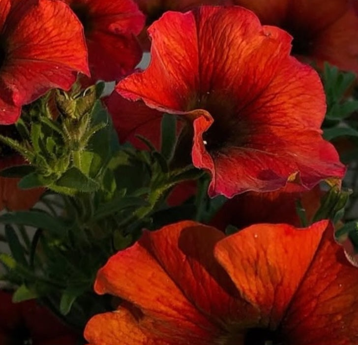 Petunia Lydia 200 Seeds