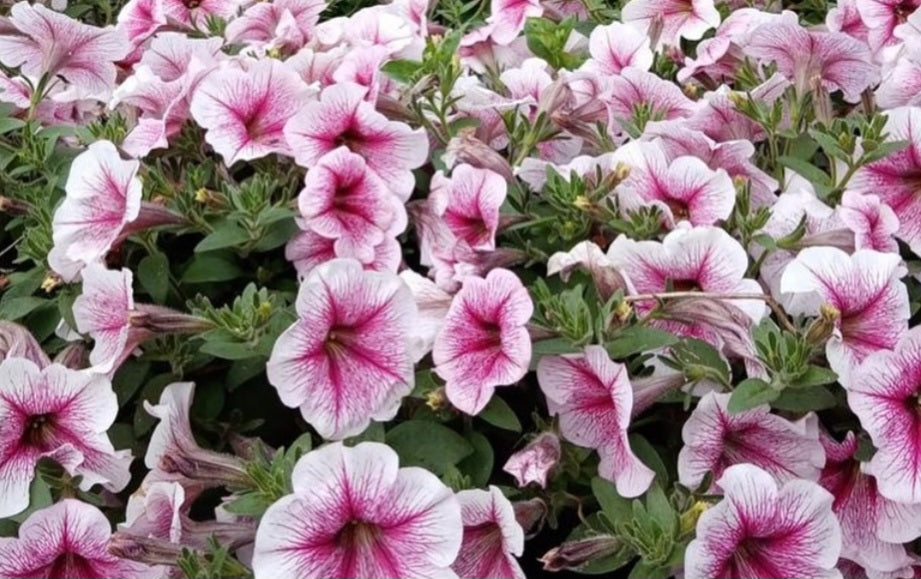 Petunia Elijah 200 Seeds