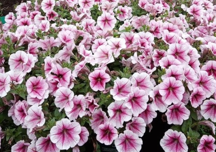 Petunia Elijah 200 Seeds