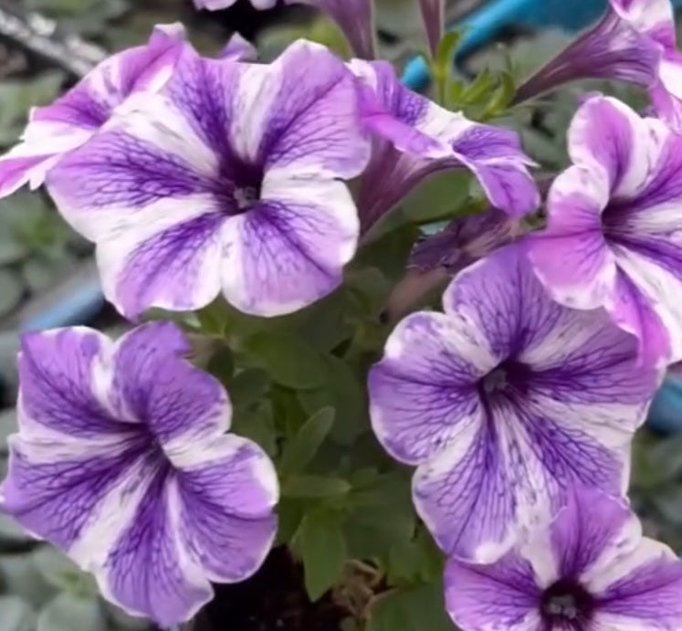 Petunia Eden 200 Seeds