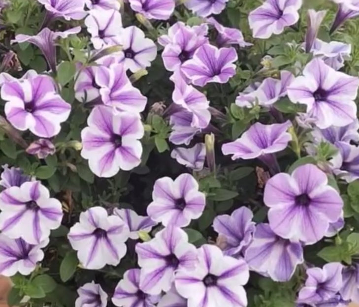 Petunia Eden 200 Seeds