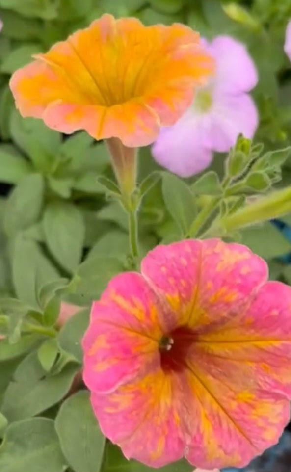 Petunia Sunrise 200 Seeds