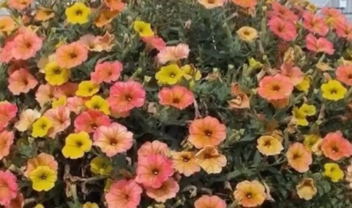 Petunia Sunrise 200 Seeds