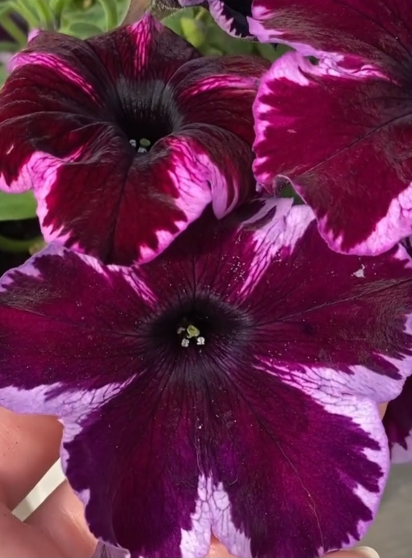 Petunia Maeve 200 Seeds