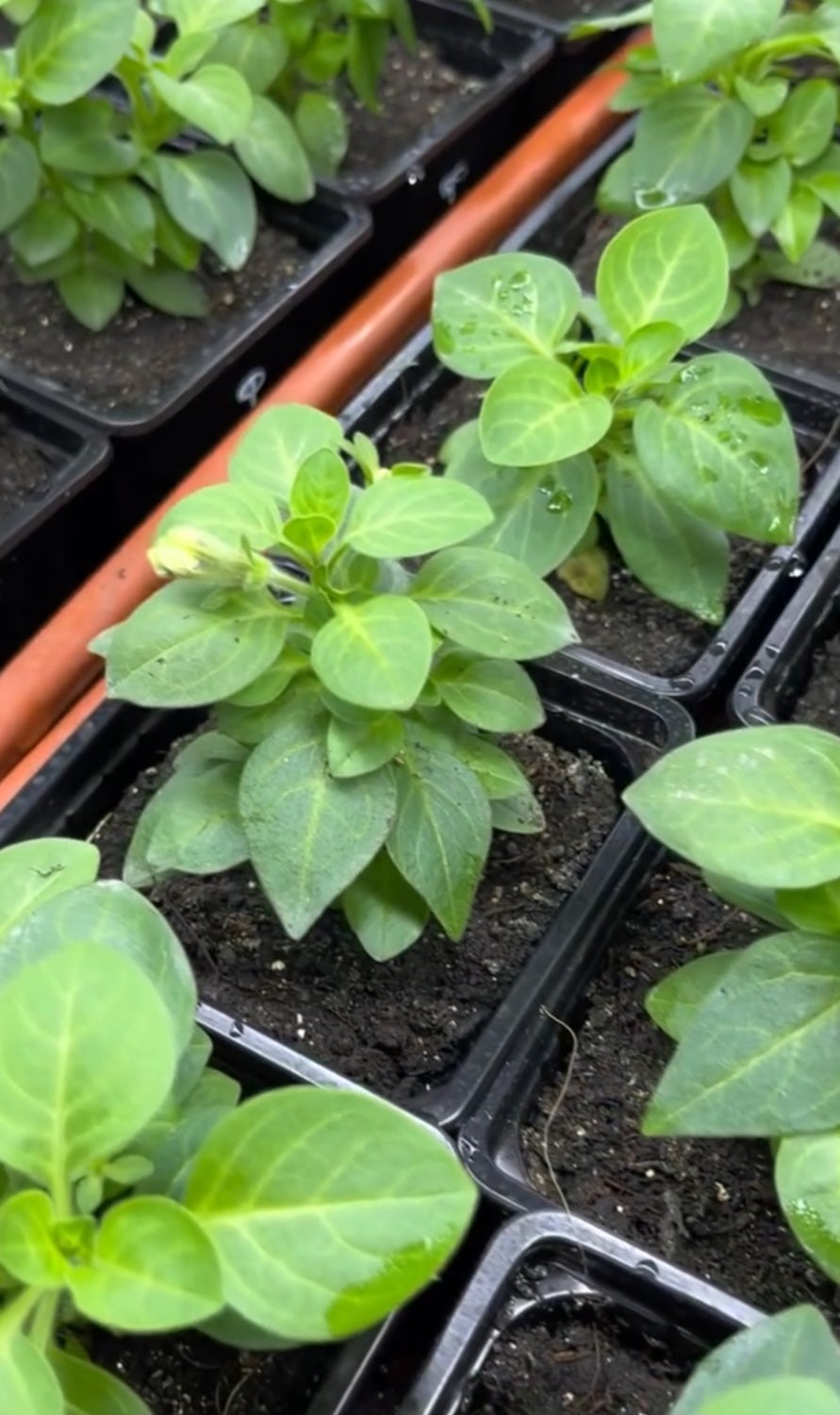 Petunia Scarlett 200 Seeds