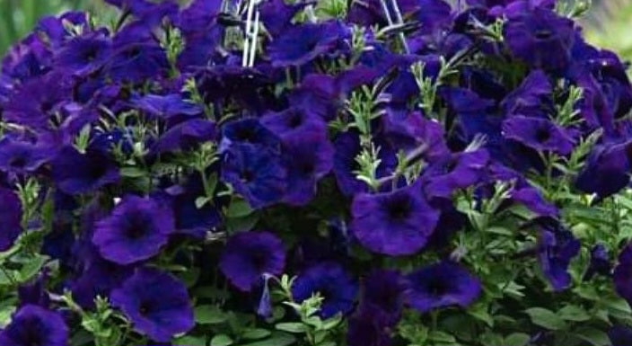 Petunia Izael 200 Seeds