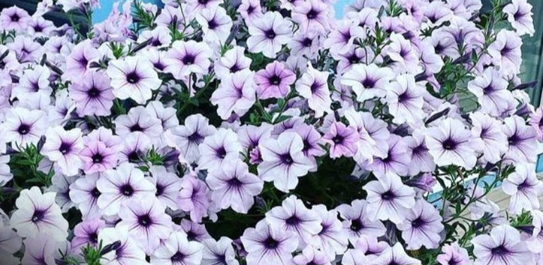 Petunia Eiden 200 Seeds