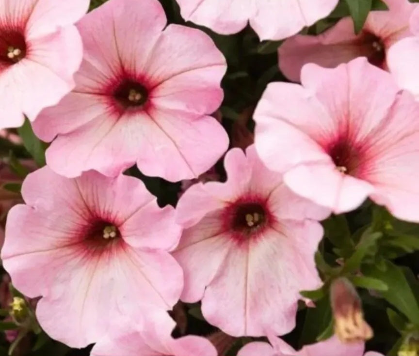 Petunia Paisley 200 Seeds