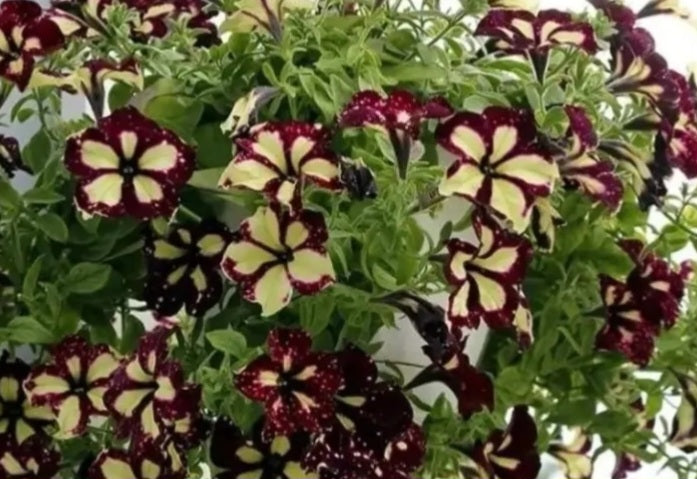 Petunia Madelyn 200 Seeds