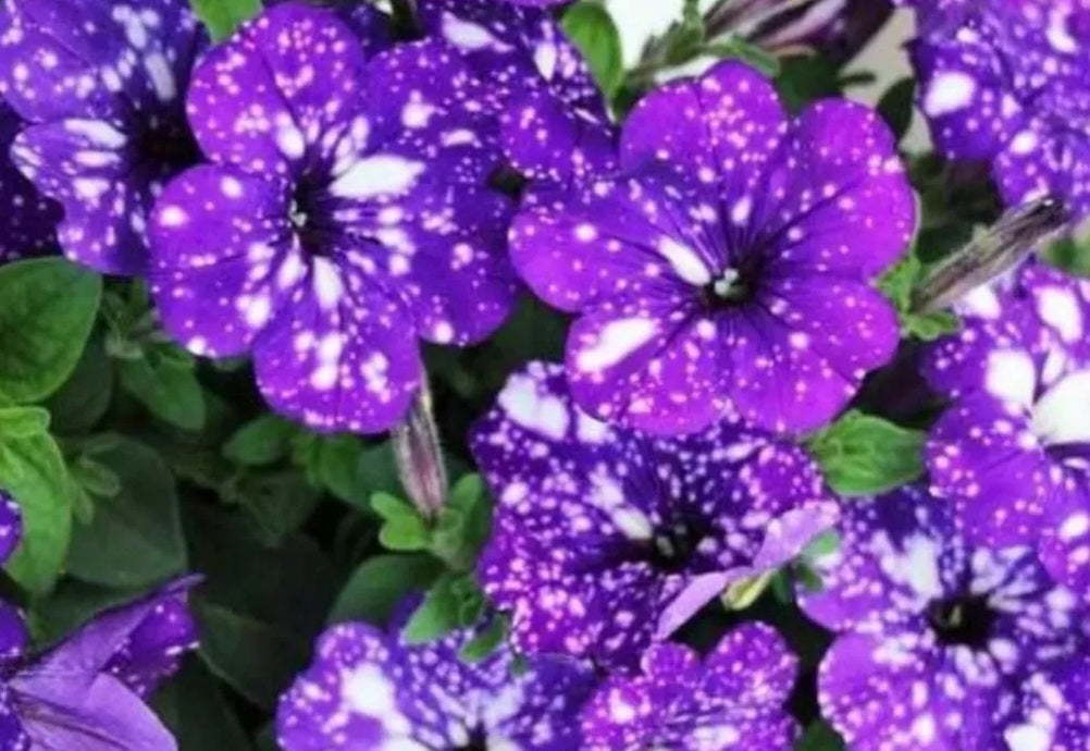 Petunia Night Sky 200 Seeds