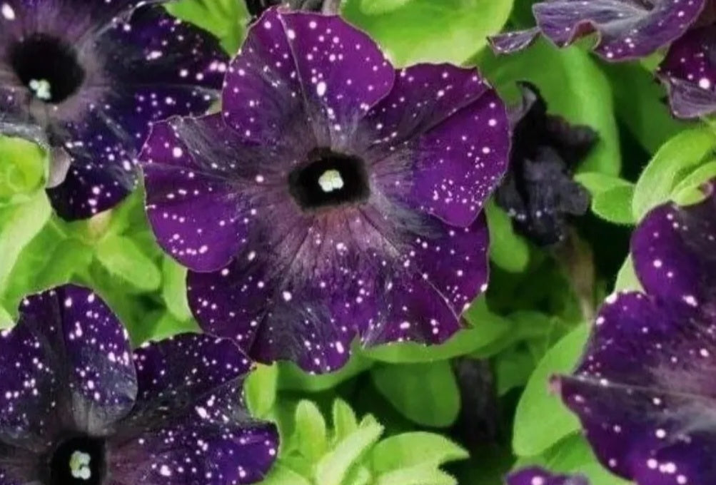 Petunia Midnight Sky 200 Seeds