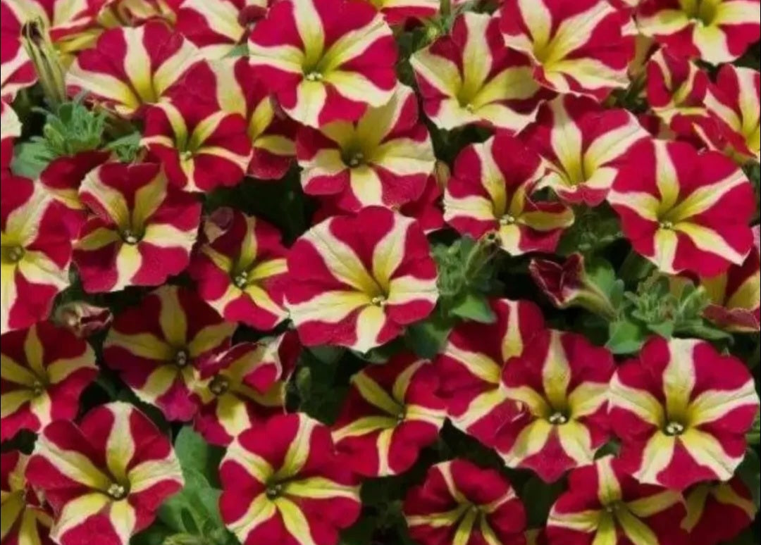 Petunia Grace 200 Seeds