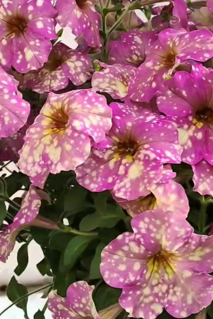 Petunia Enchanted Sky 200 Seeds