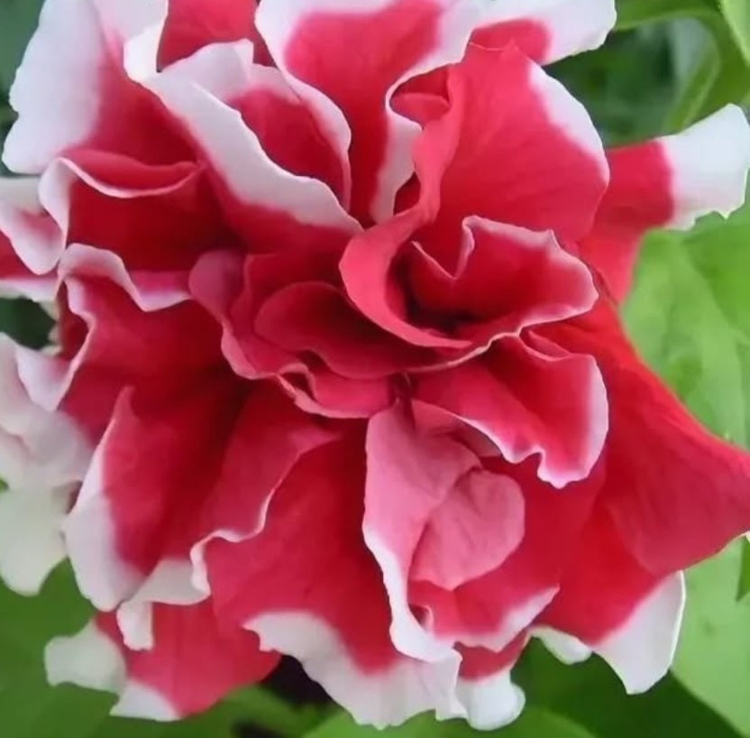 Petunia Madison 200 Seeds