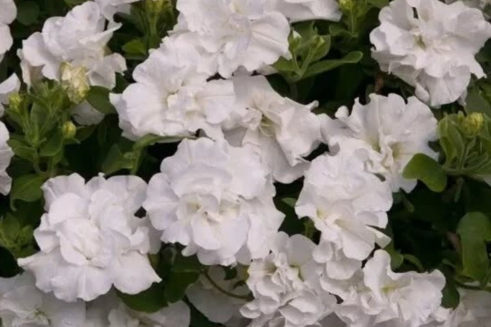 Petunia Double White 200 Seeds